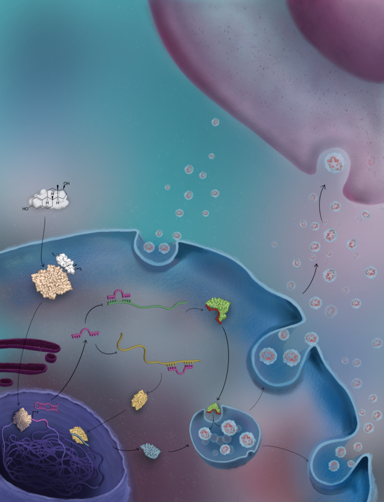 A link between estrogen and extracellular vesicles in breast cancer ...